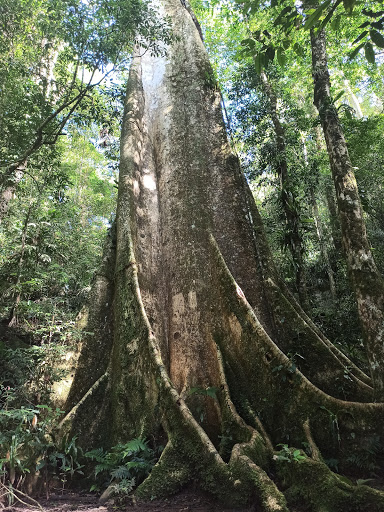 Hotéis Baratos em Tornos do Pinto, Santa Catarina 2025